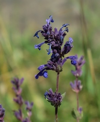 Nepeta betonicifolia