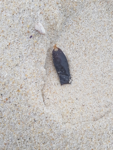 photo of Small-spotted Catshark (Scyliorhinus canicula)