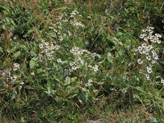 Tanacetum balsamitoides