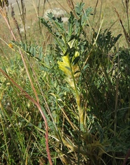 Astragalus aureus