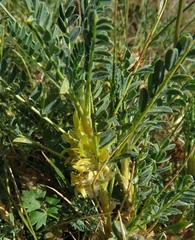 Astragalus aureus