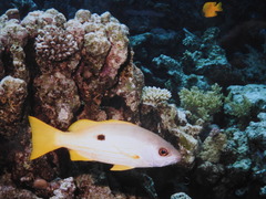 Blackspot Snapper photo 3
