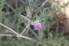 Justicia divaricata