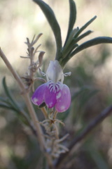 Justicia divaricata
