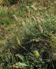 Astragalus lagopoides