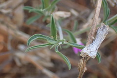 Justicia divaricata