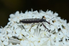 Rhinotia sparsa