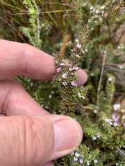 Muraltia arachnoidea