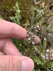 Muraltia arachnoidea