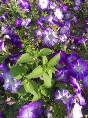 Galinsoga quadriradiata