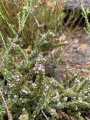 Muraltia arachnoidea