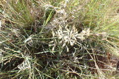 Schmidtia