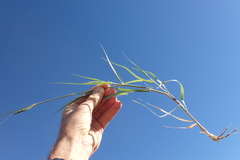 Schmidtia