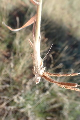 Schmidtia