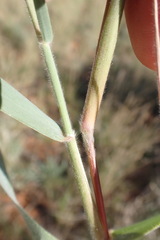 Schmidtia