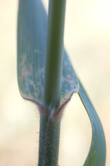 Schmidtia