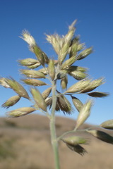Schmidtia