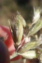 Schmidtia