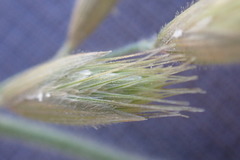 Schmidtia