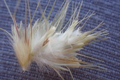 Schmidtia