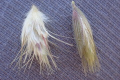 Schmidtia