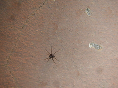 Leprolochus birabeni