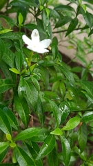 Tabernaemontana alternifolia