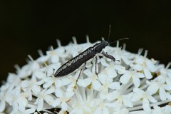 Rhinotia sparsa