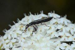 Rhinotia sparsa