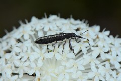 Rhinotia sparsa