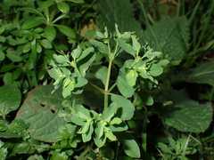 Euphorbia peplus