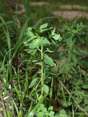 Euphorbia peplus