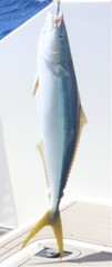 Elagatis bipinnulata