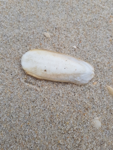 photo of European Common Cuttlefish (Sepia officinalis)