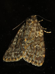 Parelictis saleuta