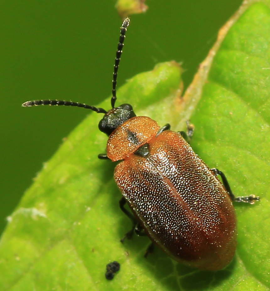 Pyrrhalta semifulva