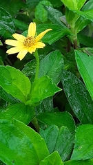 Sphagneticola calendulacea