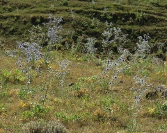 Eryngium caeruleum