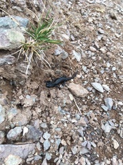 Salamandra atra atra