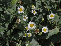 Tanacetum balsamitoides