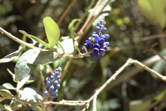 Monnina salicifolia