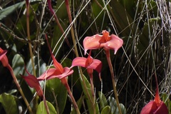 Masdevallia amabilis