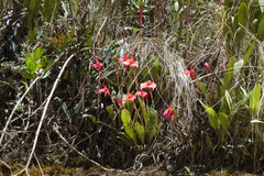 Masdevallia amabilis