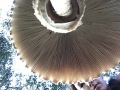 Fungi