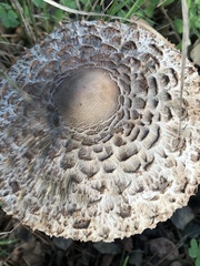 Fungi
