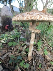 Fungi