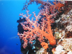Dendronephthya hemprichi