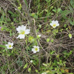 Mononeuria nuttallii