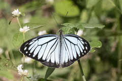 Pareronia hippia