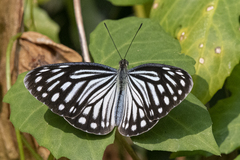 Pareronia hippia